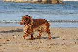 KING CHARLES SPANIEL 066